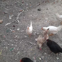 مرغ دم تخم سفیدخانگی