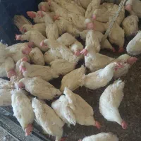 مرغ تاجیکی|حیوانات مزرعه|حمیدیا, |دیوار