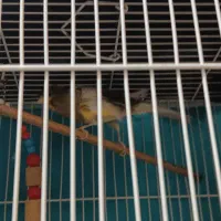 یک عدد عروس هلندی.یک عددمرغ عشق|پرنده|مشهد, خواجه ربیع|دیوار