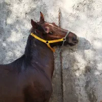 اسب نریان|اسب و تجهیزات اسبسواری|مهریز, |دیوار