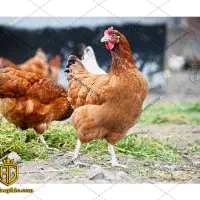 دو عدد مرغ کِرُک