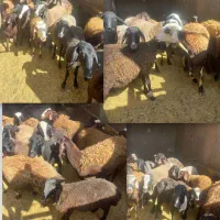 میش و بره