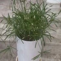 تعدادی گل شیک|گل و گیاه طبیعی|آباده, |دیوار