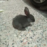 فروش خرگوش دستی پشمالو