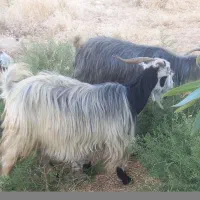 ۷راس بزچاق