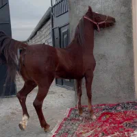 اسب مادیون اصیل کورد کره سهیل