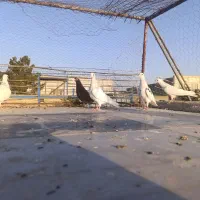 کفتر|پرنده|قائن, |دیوار