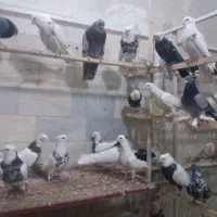 یه گل کفتر یکجا فروشه...|پرنده|بهار, |دیوار