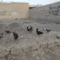 مرغ وخروس|حیوانات مزرعه|رامهرمز, |دیوار