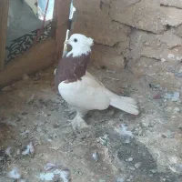 طوقی مهر|پرنده|قم, هفت تیر|دیوار