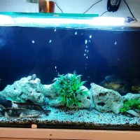 فروش اکواریوم با لوازم و کمد|ماهی|تهران, زعفرانیه|دیوار