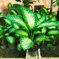 دیفن باخیا ،گل وگیاه طبیعی