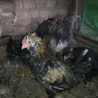 تخم نطفه دارگلین وخروس ونیمچه خروس گلین|حیوانات مزرعه|زرند, |دیوار