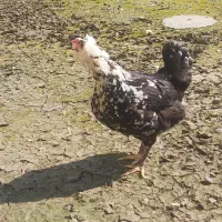 مرغ گلین|حیوانات مزرعه|رشت, پسیخان|دیوار