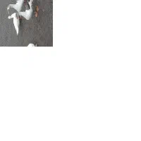 غاز|حیوانات مزرعه|حویق, |دیوار