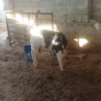 یک راس گوساله سمینتال ماده|حیوانات مزرعه|کازرون, |دیوار