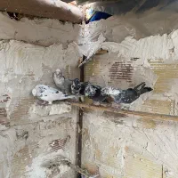 کفتر پرشی|پرنده|بهارستان, |دیوار