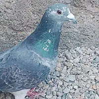 واگذاری یه جفت کبوتر