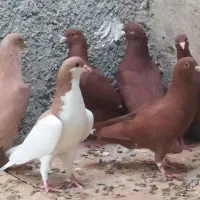 ده تا نوک موشی.و 7کبوتر رنگ