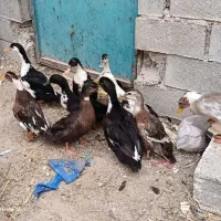 اردک محلی 10عدد