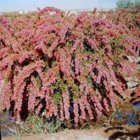 نهال زرشک دو سه ساله پر ریشه ضمانتی