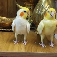 دو عدد عروس هلندی
