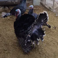 فروش بوقلمون|حیوانات مزرعه|خنداب, |دیوار