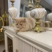 گربه پرشین|گربه|تبریز, |دیوار