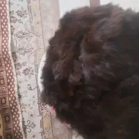 کلاه‌روسی|لباس|تهران, دکتر هوشیار|دیوار