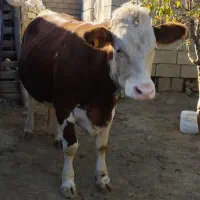 گاو شیری جوان