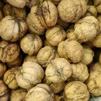 گردوی آذربایجان|خوردنی و آشامیدنی|قم, بنیاد|دیوار