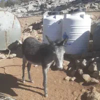 دو عدد کره خر|حیوانات مزرعه|ایذه, |دیوار