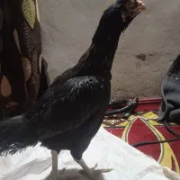 مرغ اصیل|حیوانات مزرعه|خاش, |دیوار