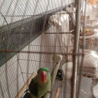 شاه طوطی نر سرحال وقبراق