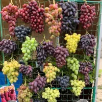 مرکز تولید نهال اصلاح شده و شناسنامه دار (ارومیه)|خدمات باغبانی و درختکاری|تهران, ترمینال غرب|دیوار