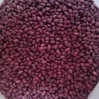 لوبیا قرمز