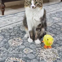 واگذاری گربه|گربه|زنجان, |دیوار