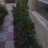 تعدادی گل های مختلف سرحال و شاداب