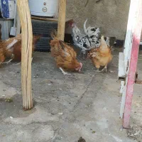 مرغ و خروس|حیوانات مزرعه|اصفهان, خوراسگان|دیوار