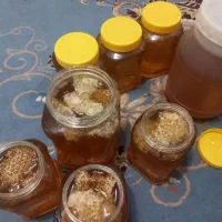 عسل سبزه کوه در لردگان|خوردنی و آشامیدنی|لردگان, |دیوار