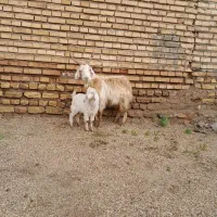 بزوبزغاله دار جوان بسیار سالم بابزغاله نرقی ۹۲۵۰