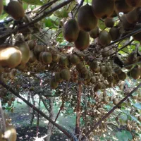 5000متر باغ کیوی پر حاصل درلیسار تالش|فروش زمین و ملک کلنگی|لیسار, |دیوار