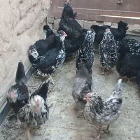 فروش تخم مرغ گلین و جوجه تمام فول در سنین مختلف|حیوانات مزرعه|زرند, |دیوار