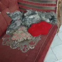 سگ پاکوتاه|سگ|مشهد, تبادکان|دیوار