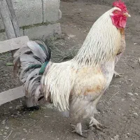 سه عدد خروس محلی