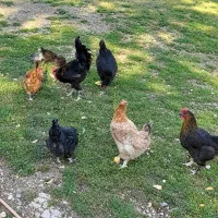 مرغ خروس محلی