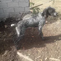 سگ شکاری|سگ|تالش, هشتپر|دیوار