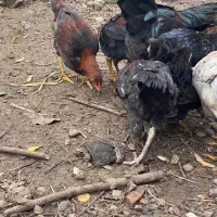 مرغ خروس نیمچه|حیوانات مزرعه|رشت, توشیبا|دیوار