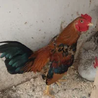 خروس مینیاتوری و مرغ جاپنیز