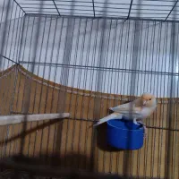 دو عدد قنار نر سالم و سرحال|پرنده|پاکدشت, پاکدشت (مامازند)|دیوار